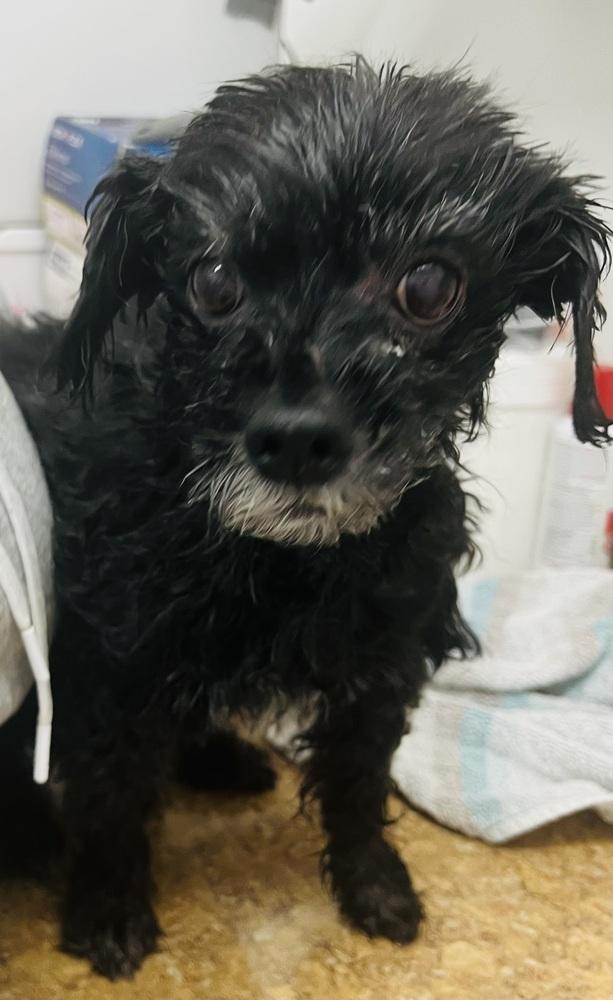 Enlarge Peppermint Bark, a Adoptable mixed breed in Mundelein, IL image 1/6