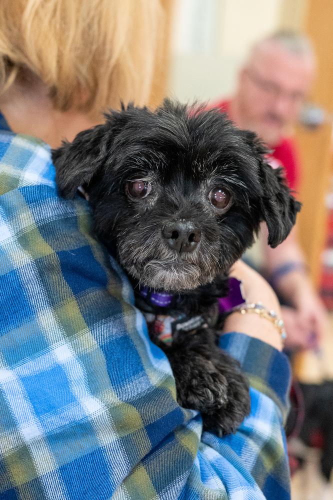Enlarge Peppermint Bark, a Adoptable mixed breed in Mundelein, IL image 2/6