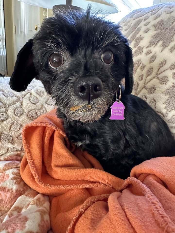 Enlarge Peppermint Bark, a Adoptable mixed breed in Mundelein, IL image 3/6