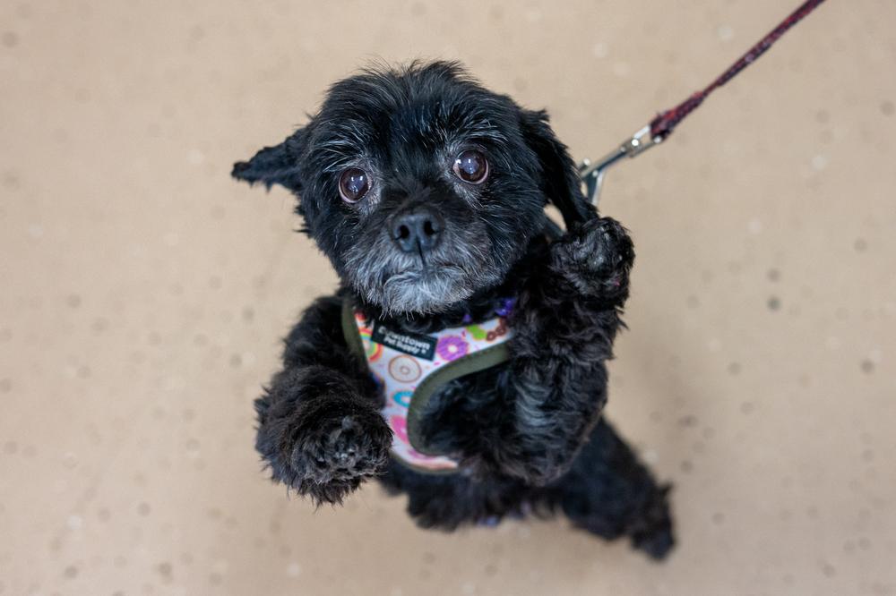 Enlarge Peppermint Bark, a Adoptable mixed breed in Mundelein, IL image 4/6