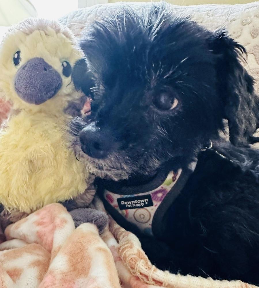 Enlarge Peppermint Bark, a Adoptable mixed breed in Mundelein, IL image 5/6