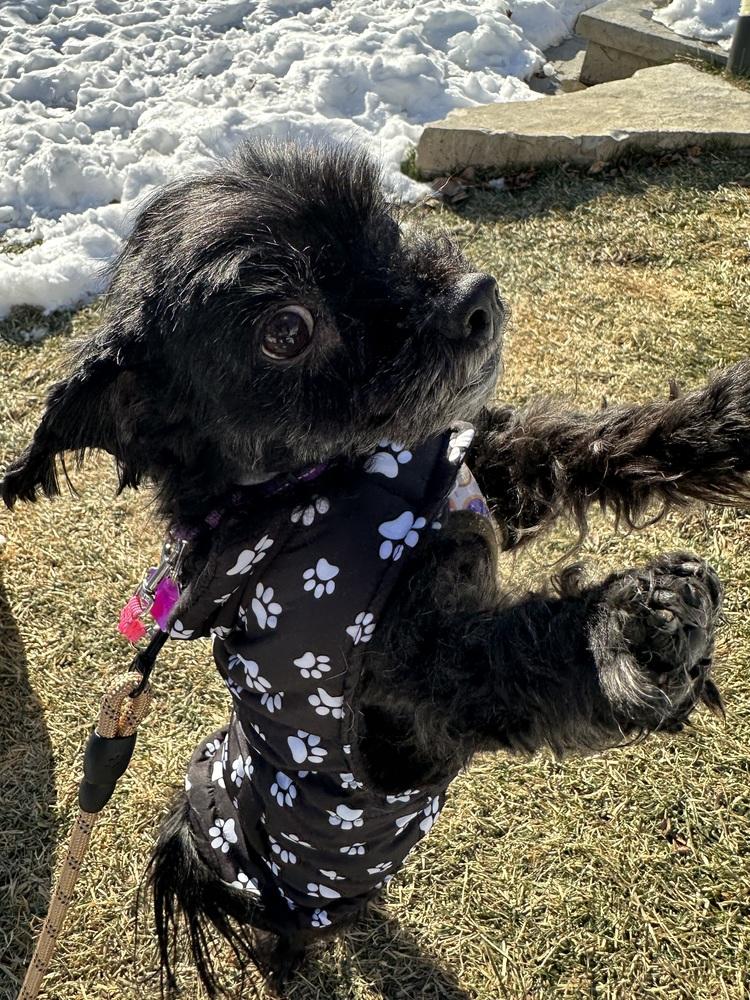 Enlarge Peppermint Bark, a Adoptable mixed breed in Mundelein, IL image 6/6