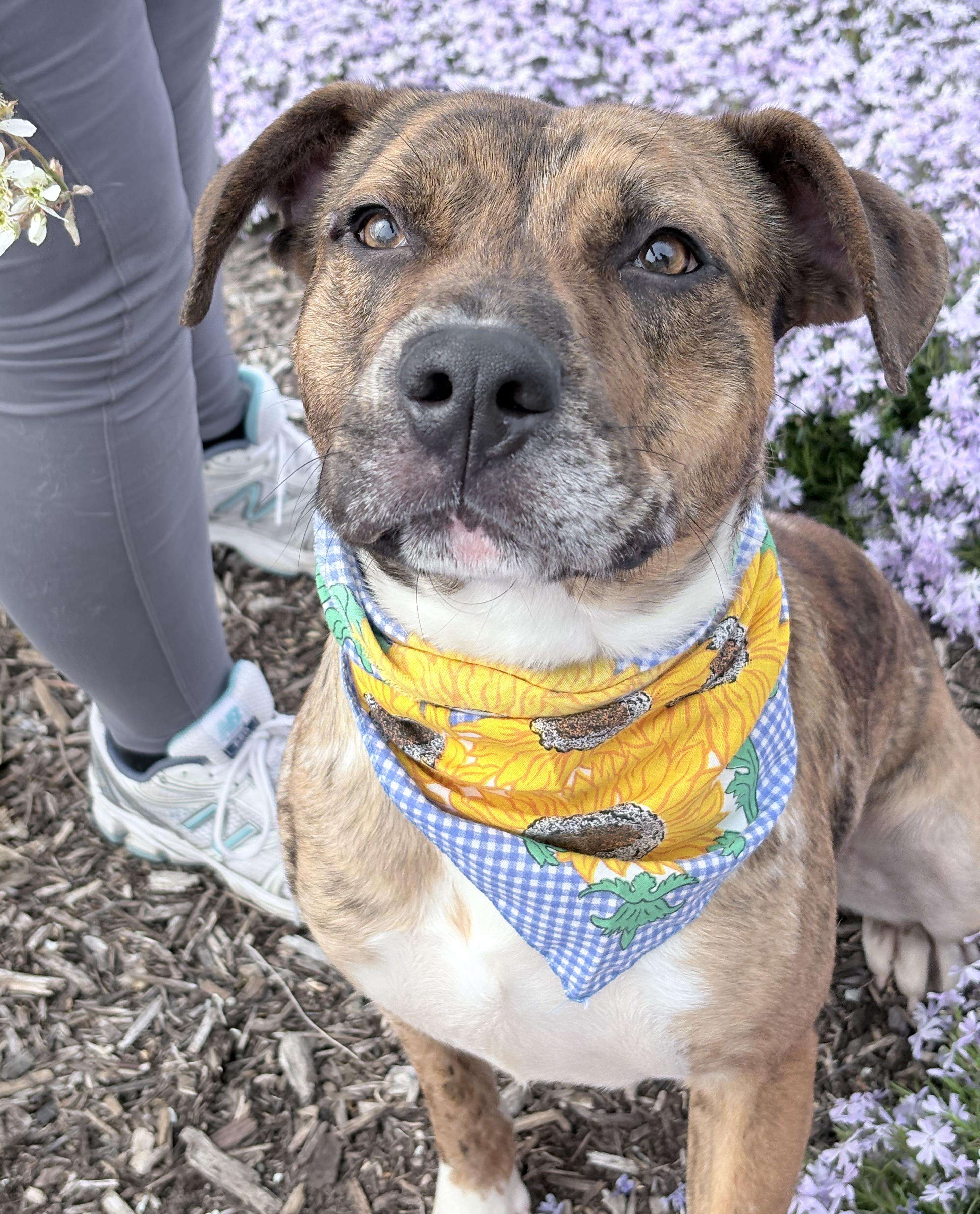 Kilo, Adoptable, Young Male Boxer.