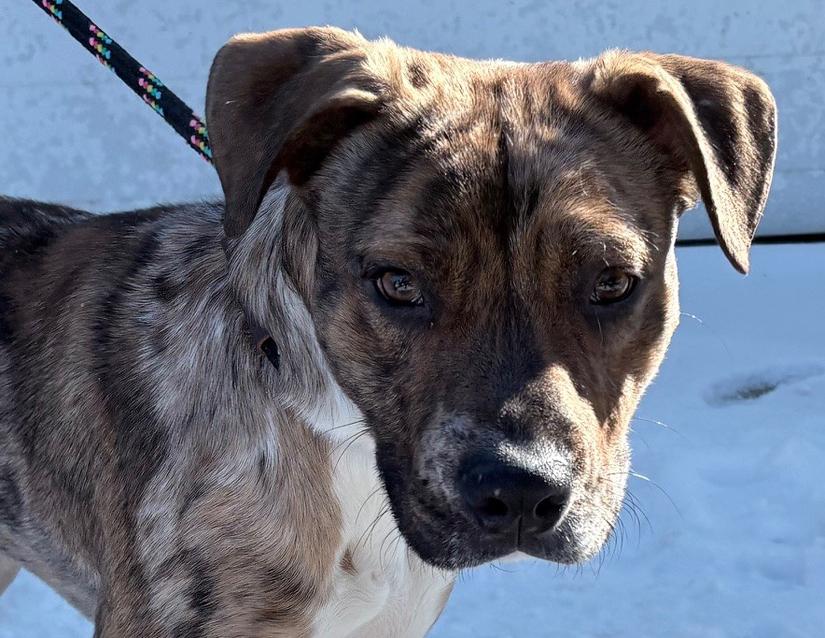 Enlarge Kilo, a Adoptable mixed breed in Columbus, IN image 3/4