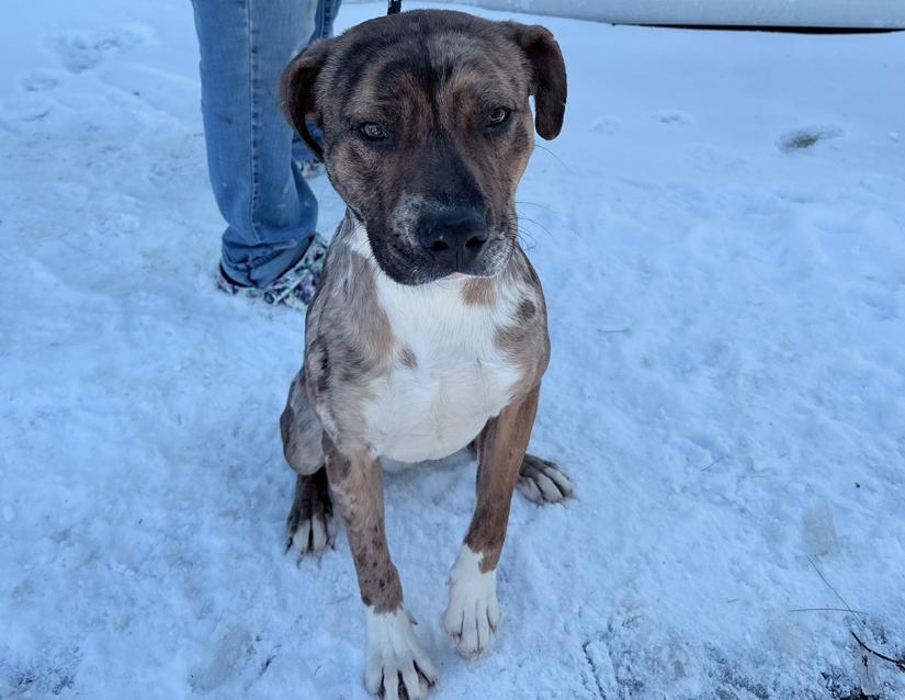 Enlarge Kilo, a Adoptable mixed breed in Columbus, IN image 4/4