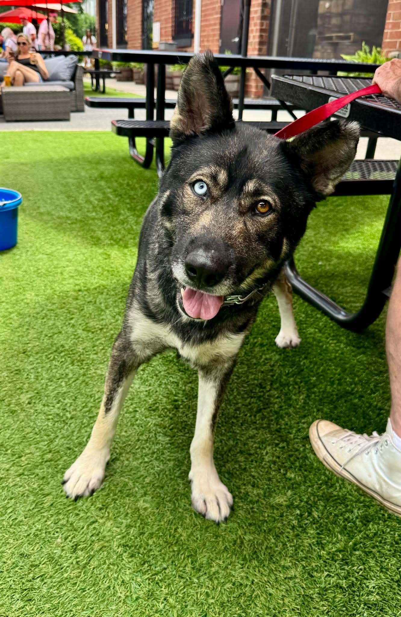 Lovo, Adoptable, Adult Male German Shepherd Dog & Siberian Husky.
