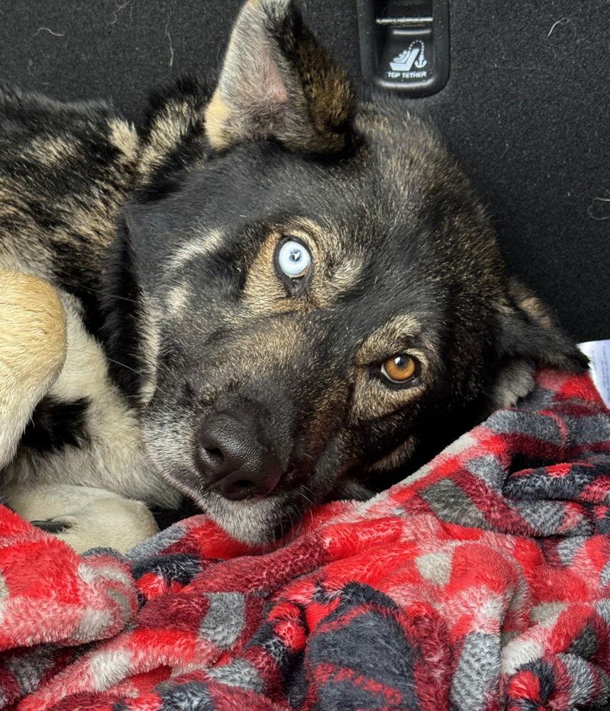 Lovo, Adoptable, Adult Male German Shepherd Dog & Siberian Husky.