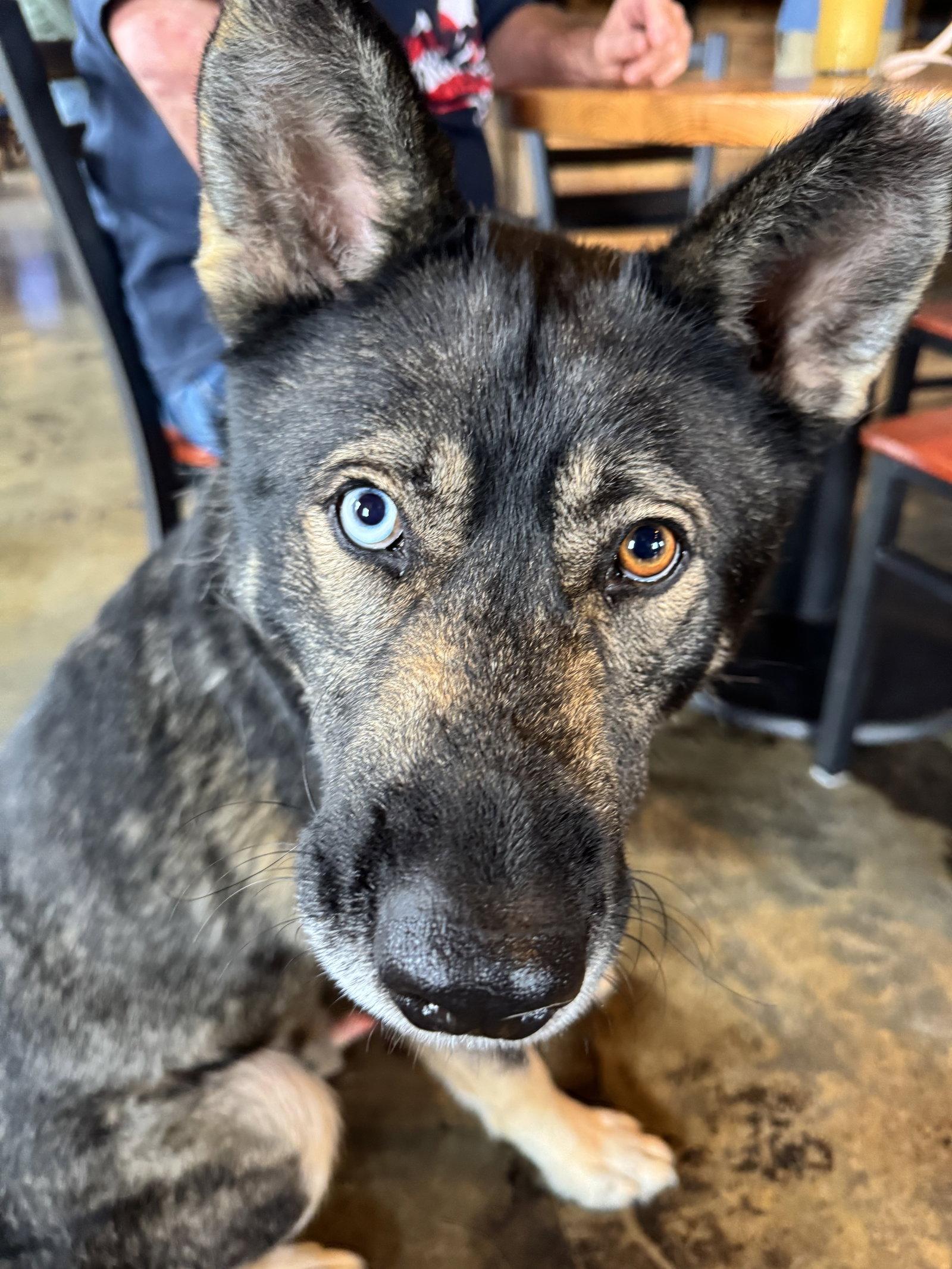 Lovo, Adoptable, Adult Male German Shepherd Dog & Siberian Husky.