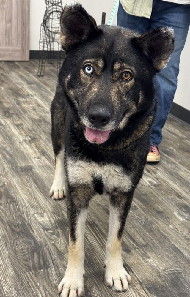 Enlarge Lovo, a Adoptable mixed breed in Charlotte, NC image 3/3