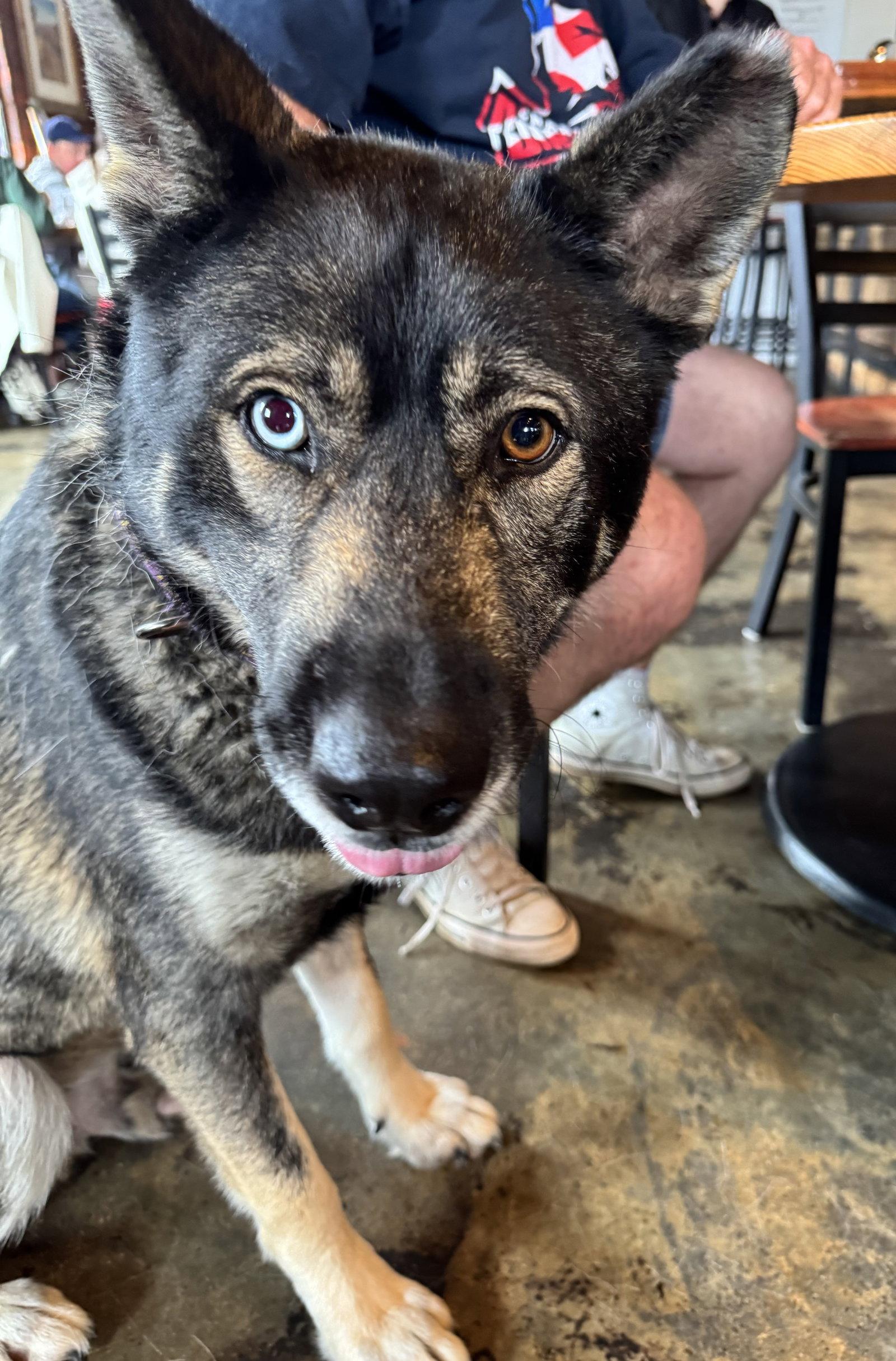 Enlarge Lovo, a Adoptable mixed breed in Charlotte, NC image 3/3