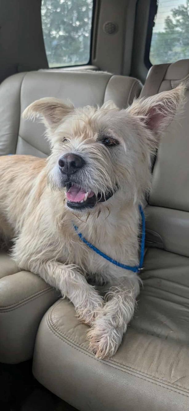 Fernando, Adopted, Adult Male Giant Schnauzer.