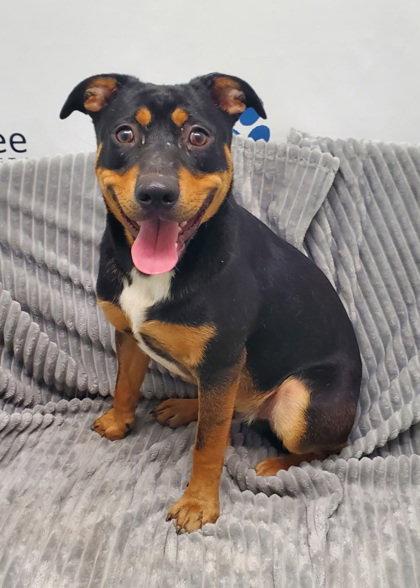 Cubby (7149), Adoptable, Young Male Australian Cattle Dog / Blue Heeler.