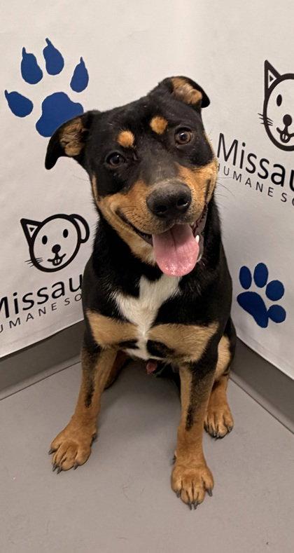 Enlarge Cubby (7149), a Adoptable Australian Cattle Dog / Blue Heeler in Lake City, MI image 2/2