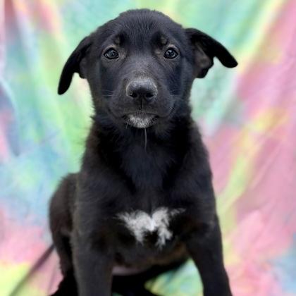 Hallie, Adoptable, Puppy Female German Shepherd Dog.