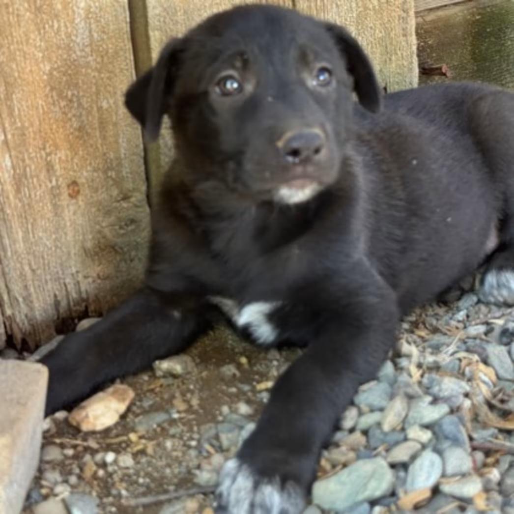 Hallie, a Adoptable mixed breed in Red Bluff, CA image 2/3