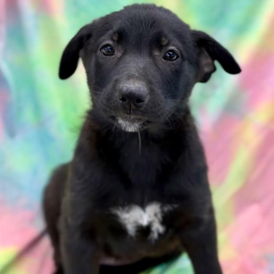 Hallie, a Adoptable mixed breed in Red Bluff, CA image 3/3