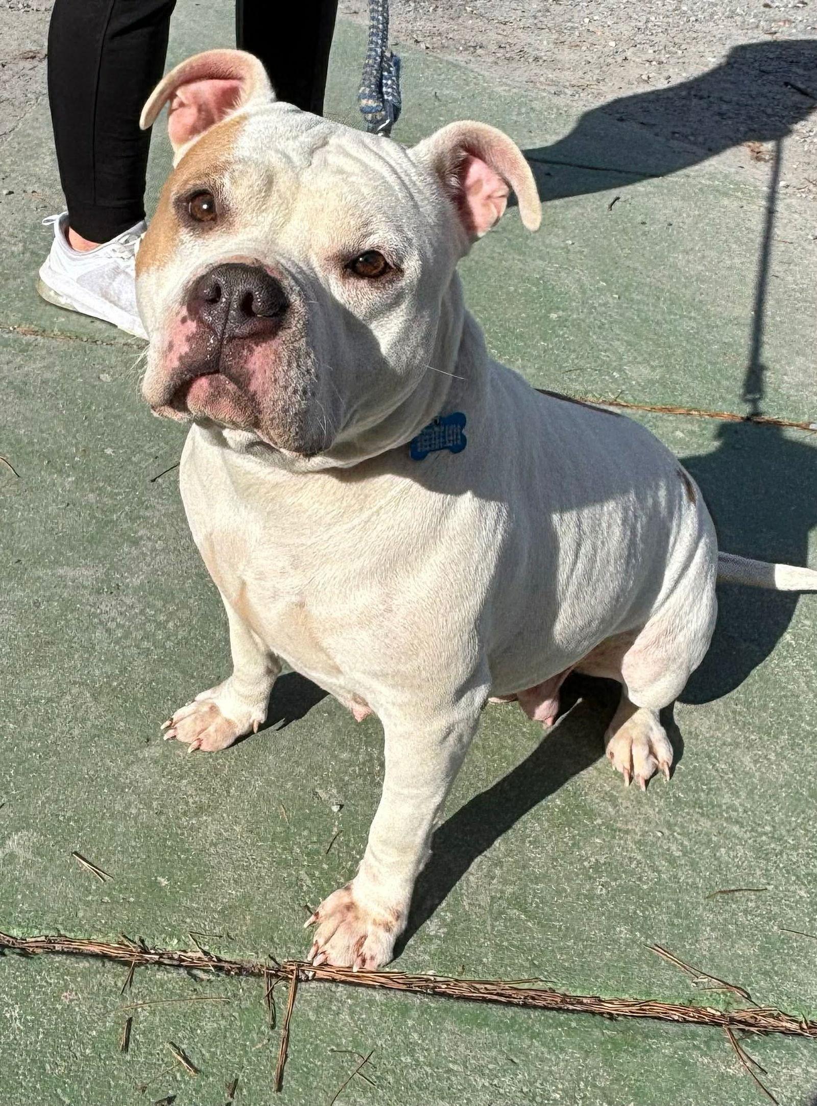 Lola:  Not At the Shelter (Tiffany), Adopted, Adult Female American Bulldog & Terrier.