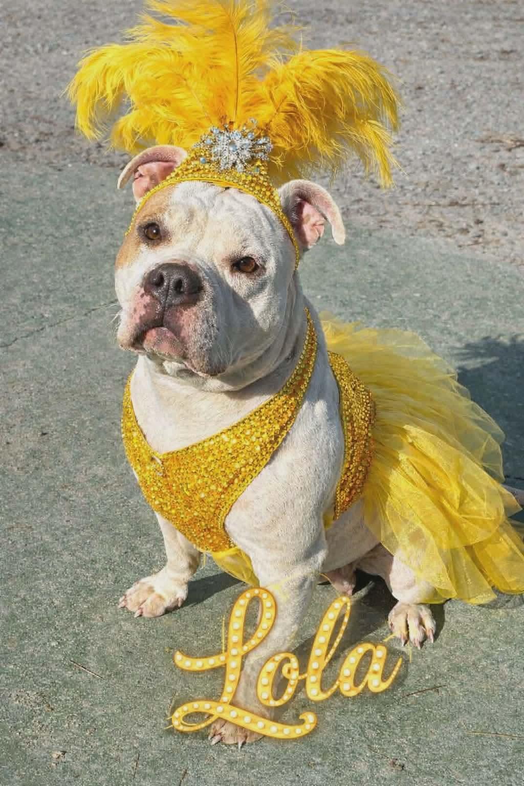 Lola: Not At the Shelter (Tiffany), a Adopted mixed breed in Rustburg, VA image 2/3