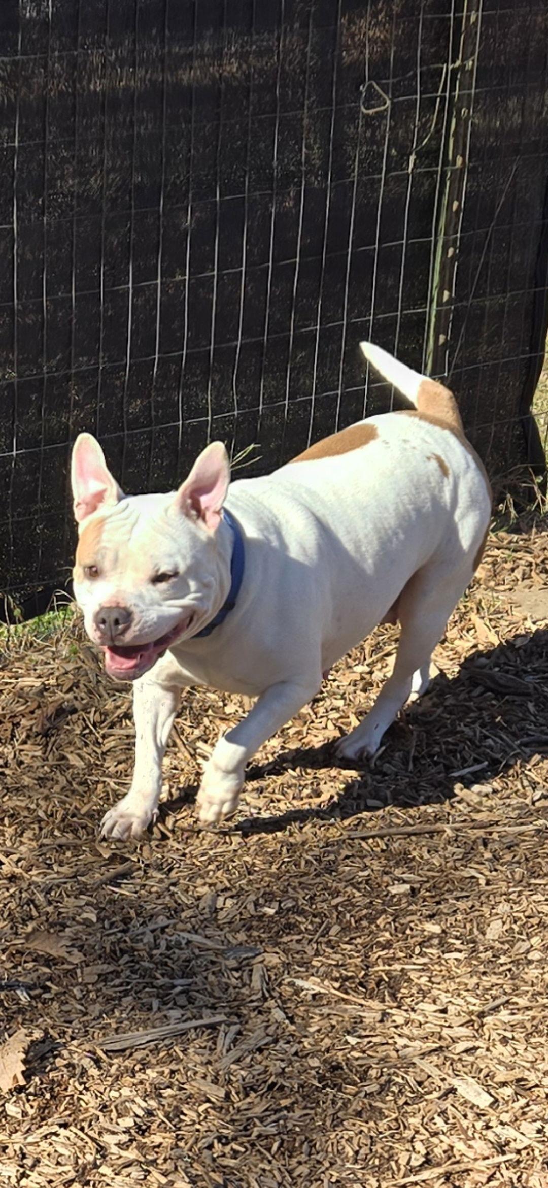 Lola: Not At the Shelter (Tiffany), a Adopted mixed breed in Rustburg, VA image 3/3