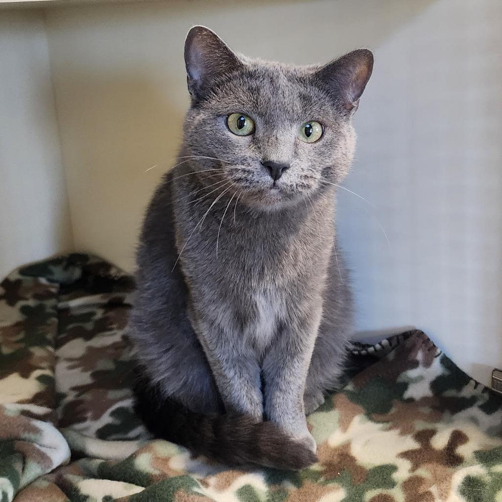 Enlarge Lady Bug, a Adoptable Domestic Short Hair in Cody, WY image 1/3