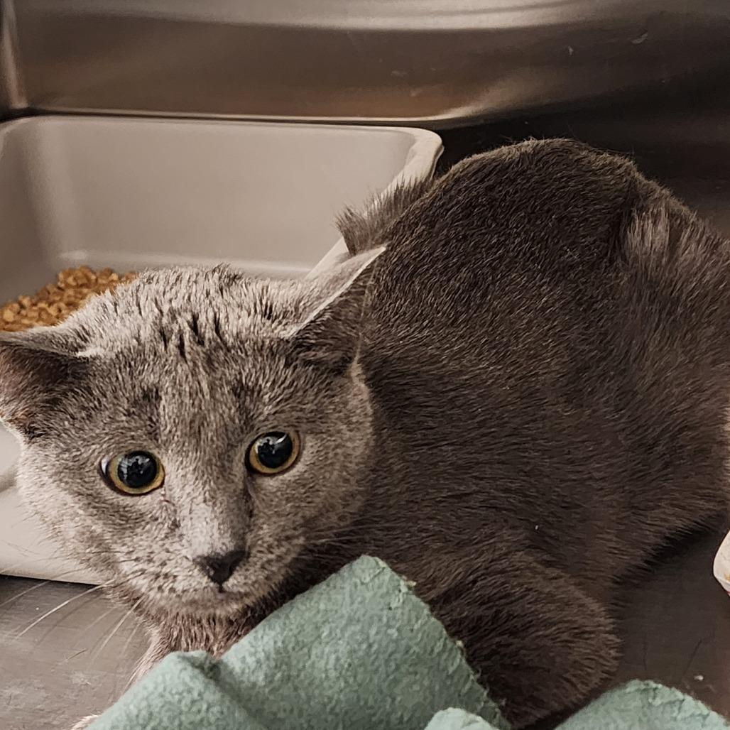Enlarge Lady Bug, a Adoptable Domestic Short Hair in Cody, WY image 2/3