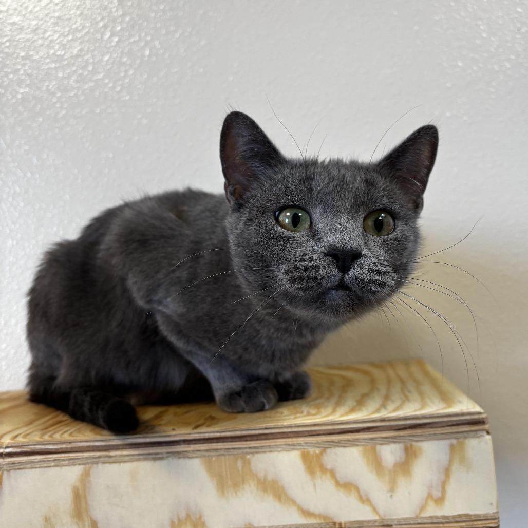 Enlarge Lady Bug, a Adoptable Domestic Short Hair in Cody, WY image 3/3