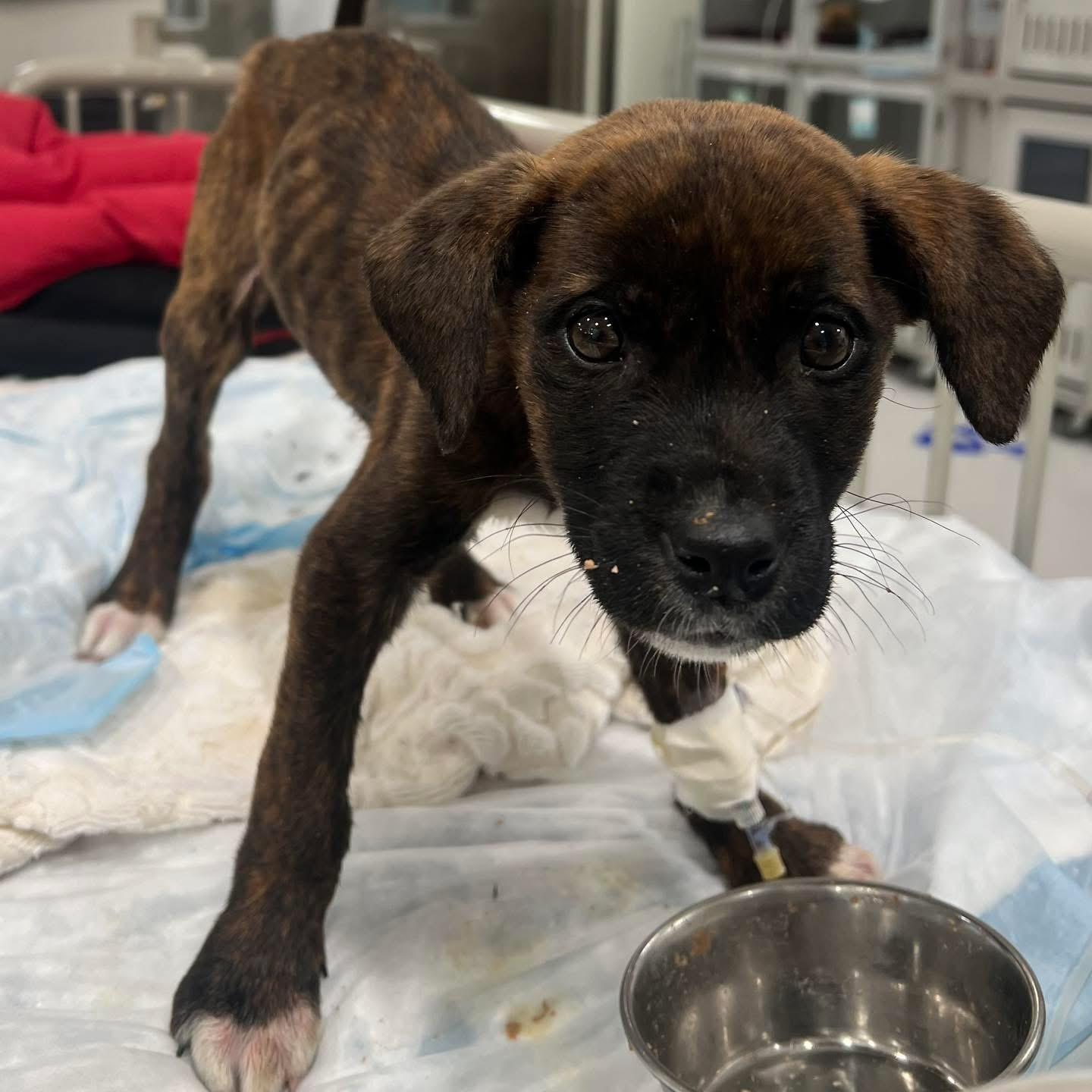 Feyre, an adopted mixed breed in Edmonton, AB image 6/6
