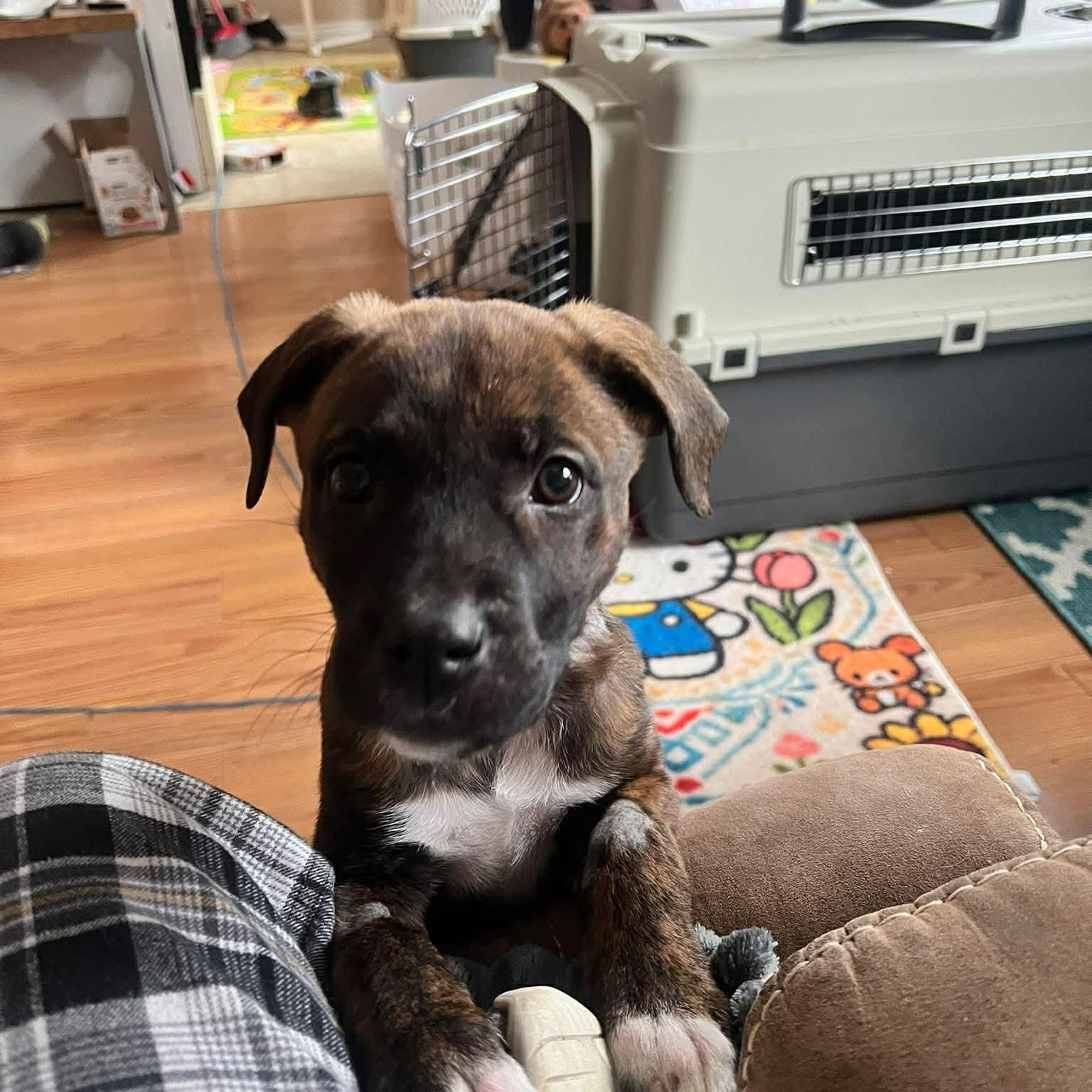 Feyre, adopted, Puppy Female Mastiff.