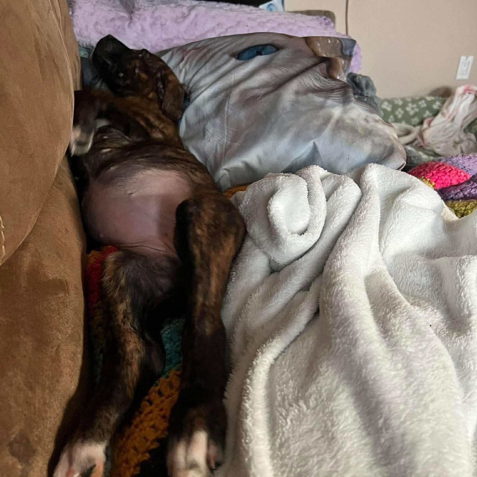 Feyre, an adopted mixed breed in Edmonton, AB image 2/6