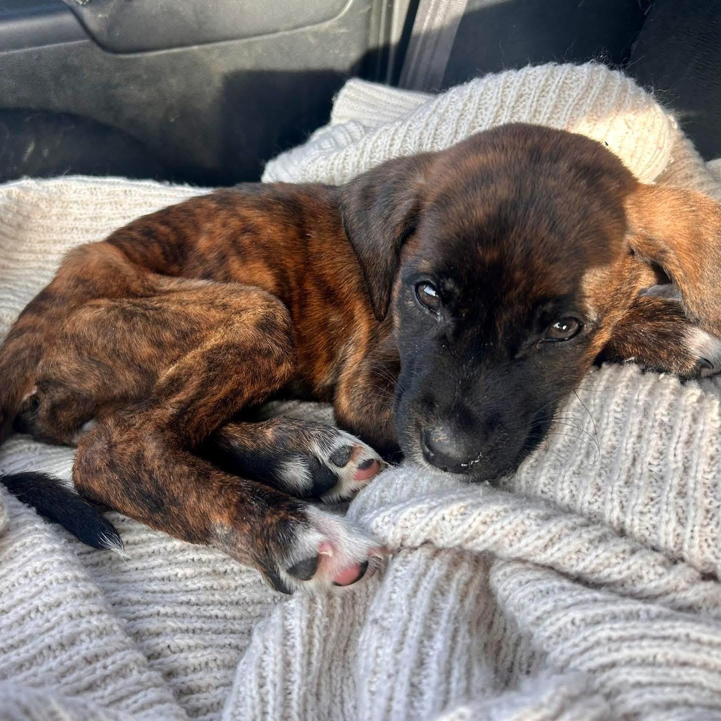 Feyre, an adopted mixed breed in Edmonton, AB image 5/6