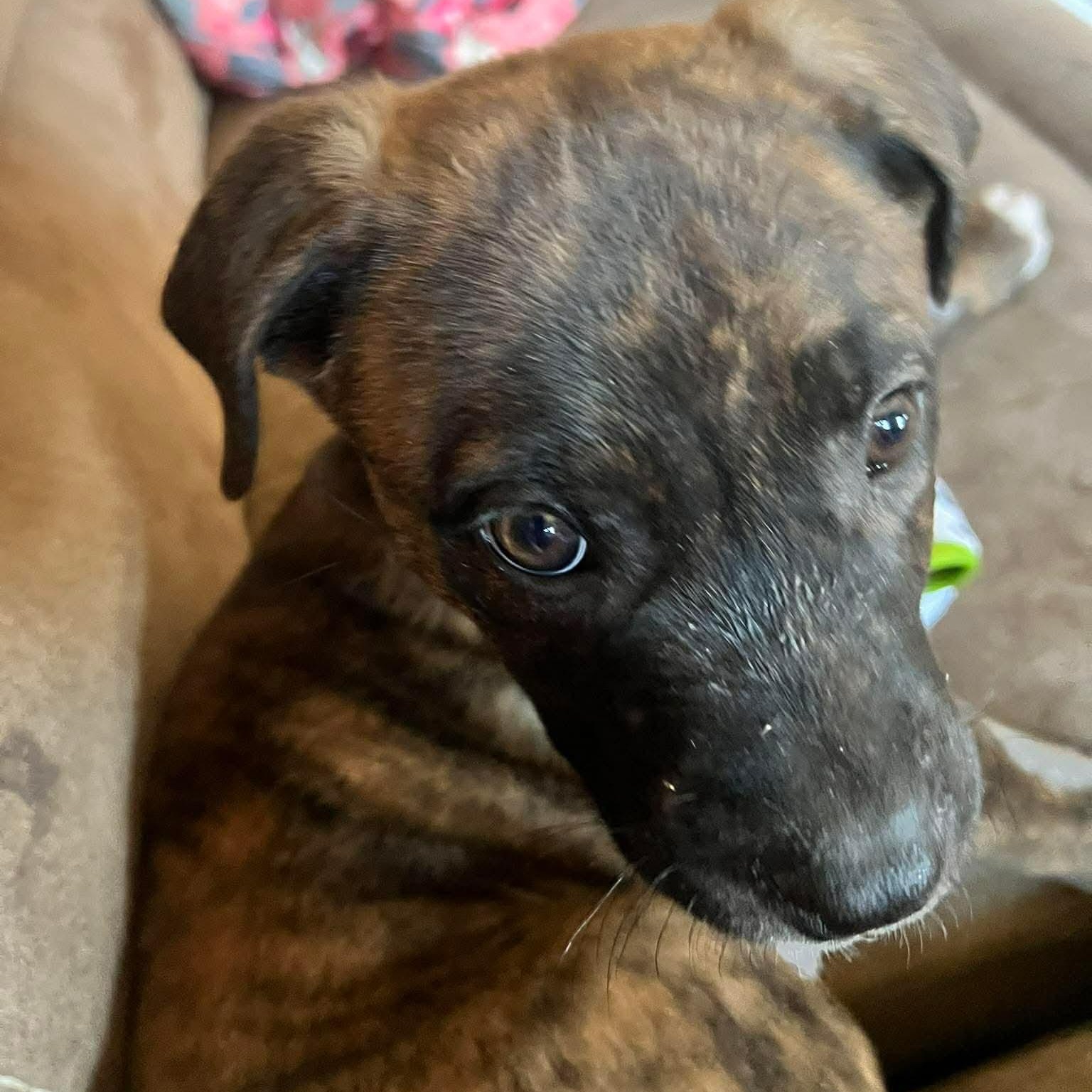 Feyre, an adopted mixed breed in Edmonton, AB image 3/6