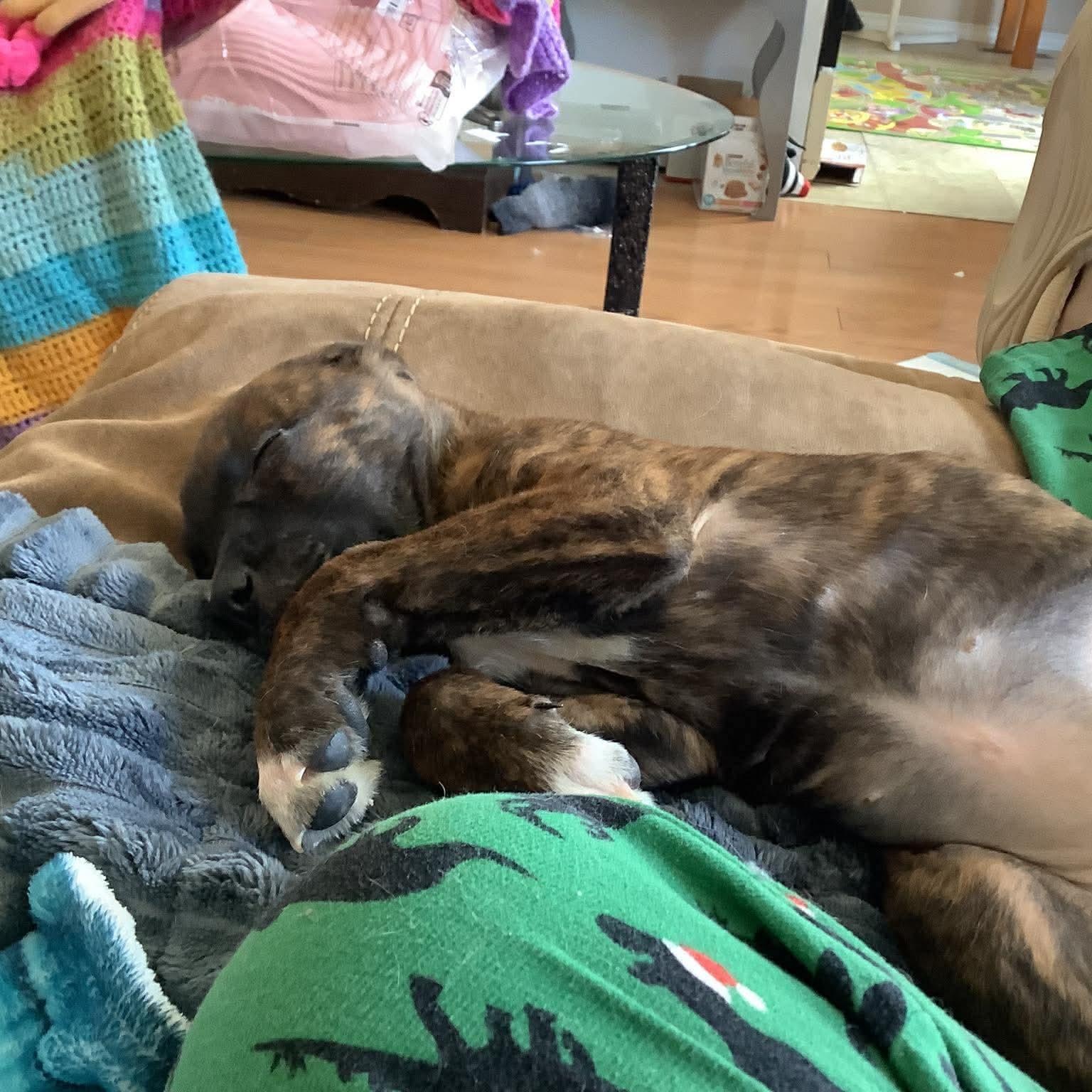 Feyre, an adopted mixed breed in Edmonton, AB image 4/6