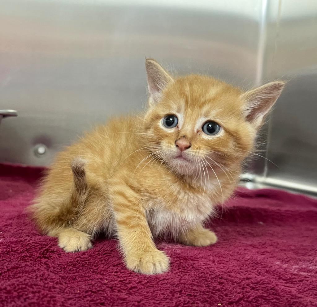 PepperJack, a Adoptable mixed breed in Murray, KY image 1/2
