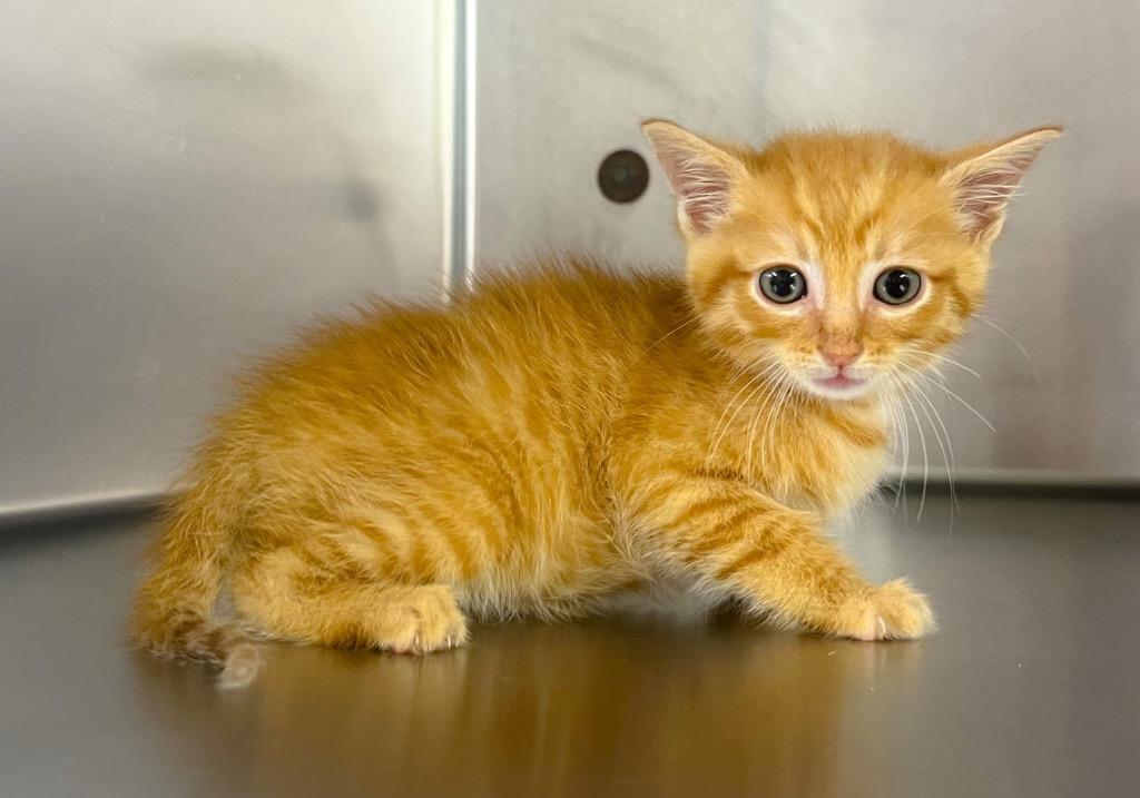 PepperJack, a Adoptable mixed breed in Murray, KY image 2/2