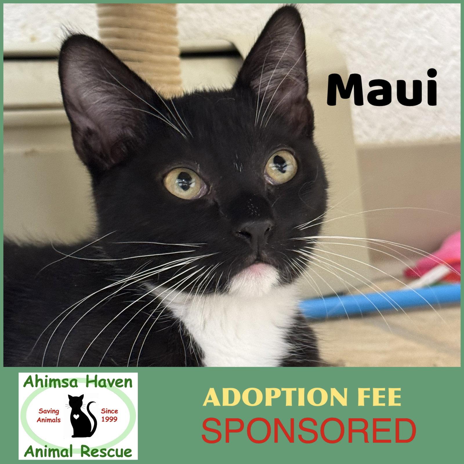 Maui, Adoptable, Kitten Female Domestic Short Hair & Tuxedo.