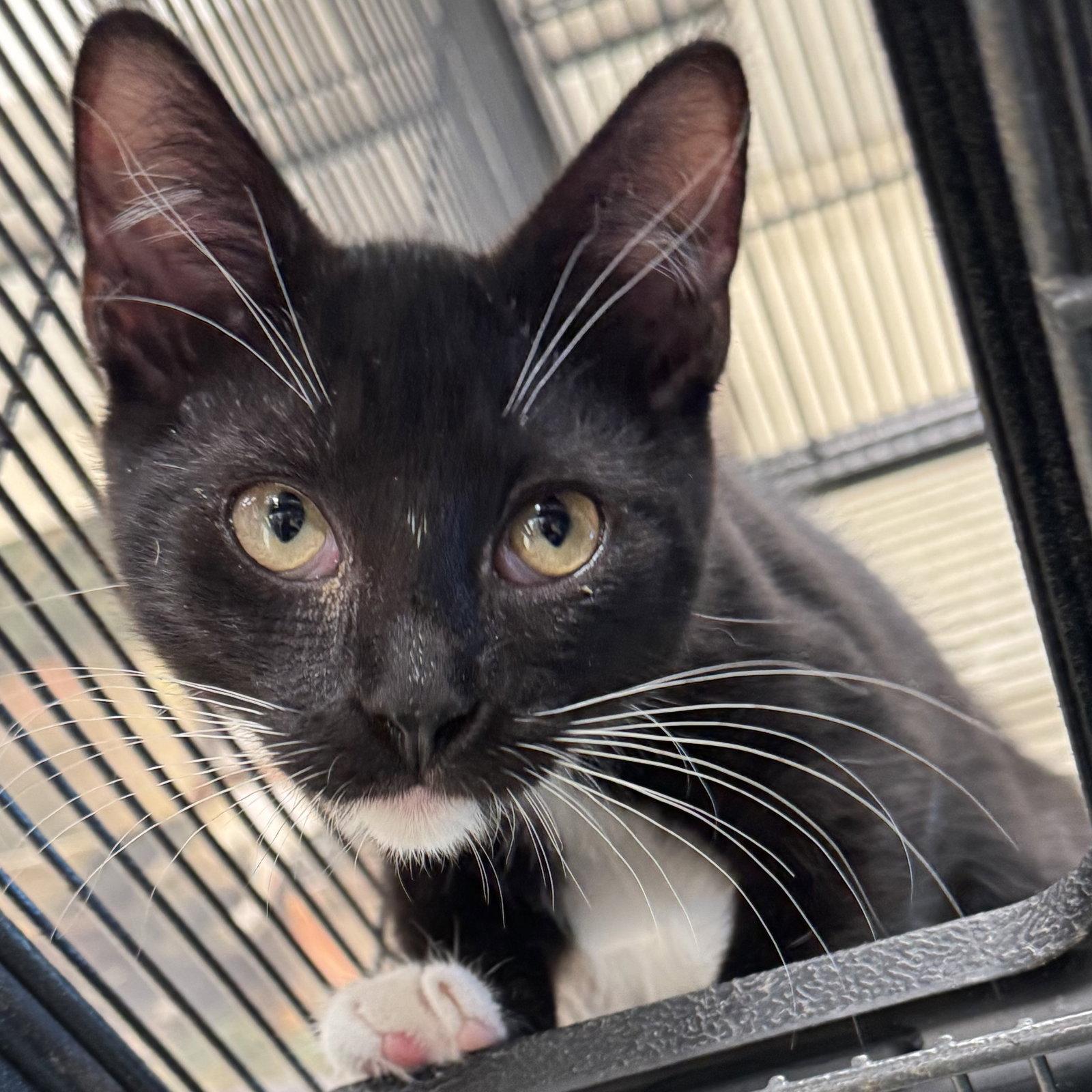Maui, a Adoptable mixed breed in Winchendon, MA image 2/3