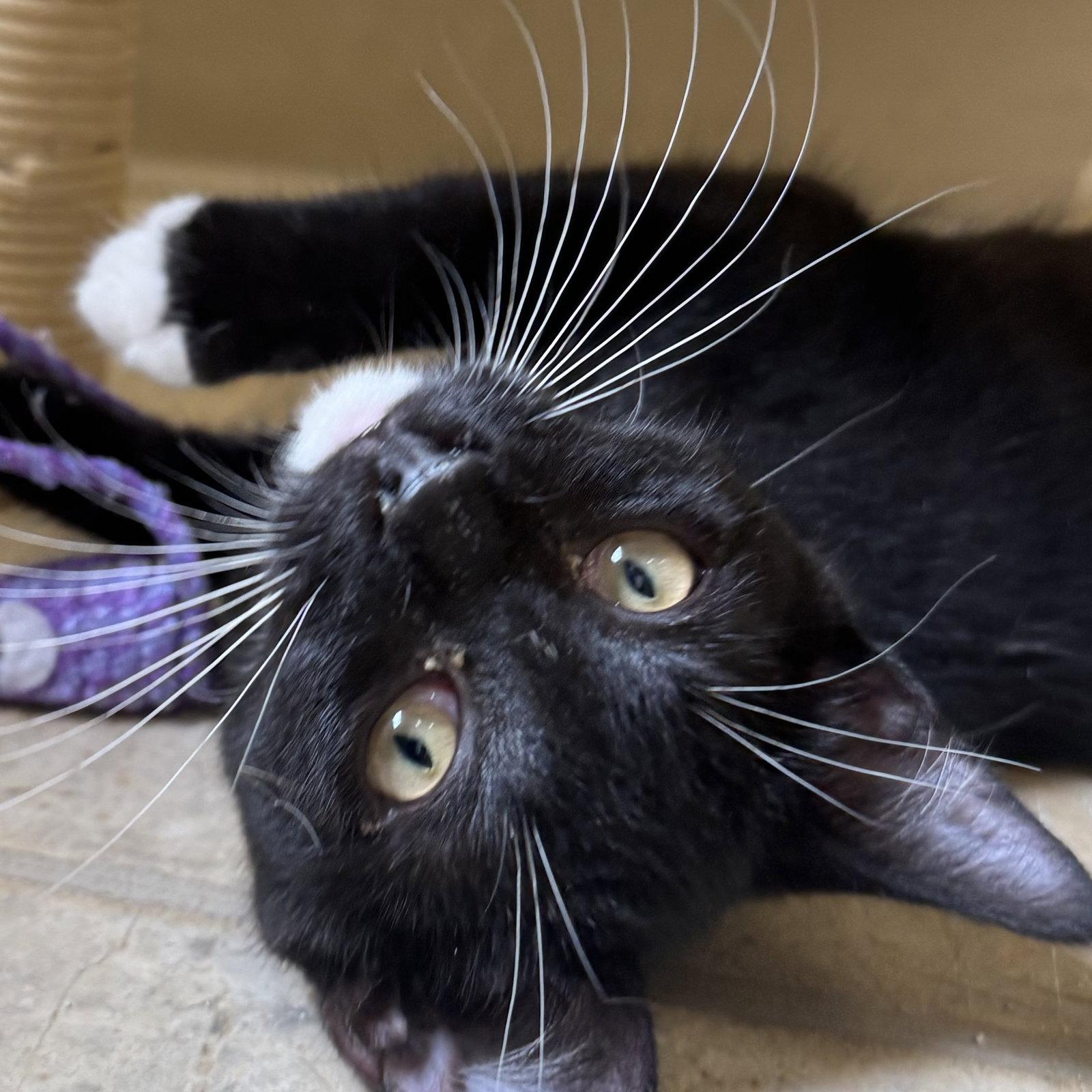 Maui, a Adoptable mixed breed in Winchendon, MA image 3/3