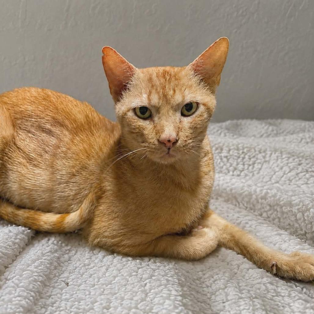 Graham, Adoptable, Adult Male Domestic Short Hair.