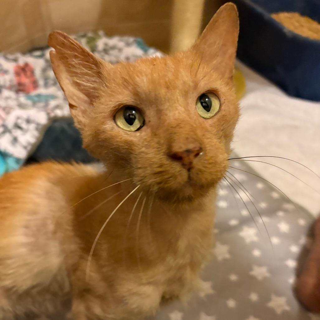Enlarge Graham, a Adoptable Domestic Short Hair in Lutz, FL image 2/4