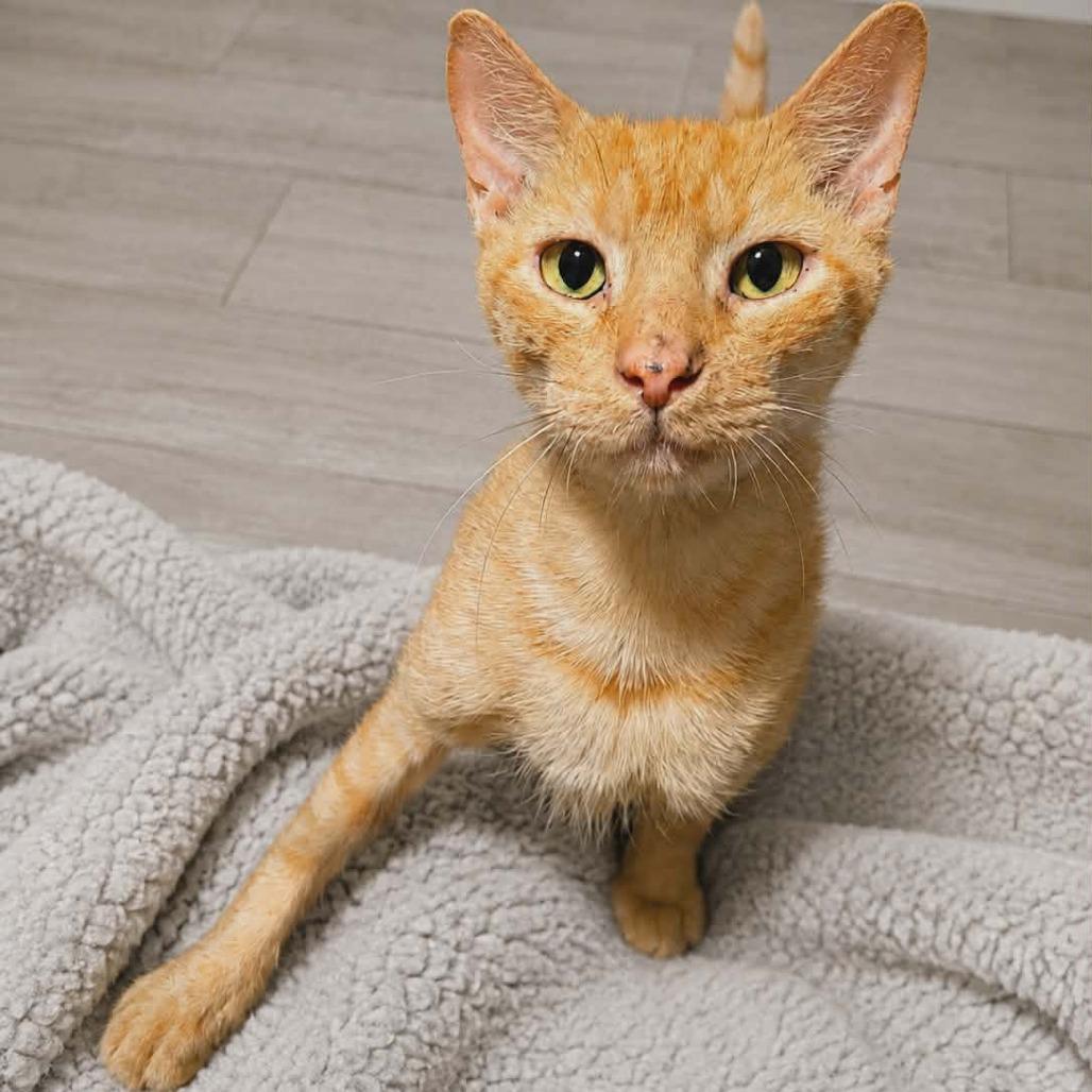 Enlarge Graham, a Adoptable Domestic Short Hair in Lutz, FL image 3/4