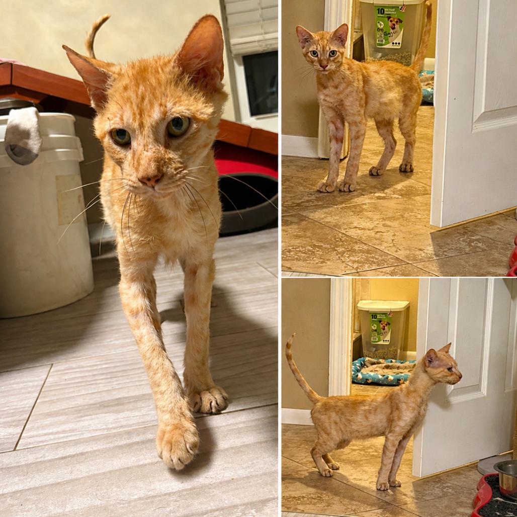 Enlarge Graham, a Adoptable Domestic Short Hair in Lutz, FL image 4/4