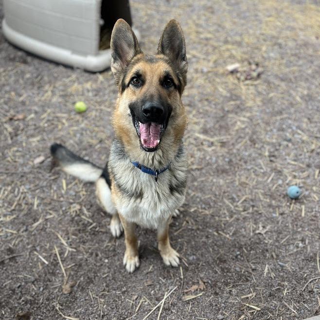 Cedar (26-109), Adoptable, Adult Male German Shepherd Dog.