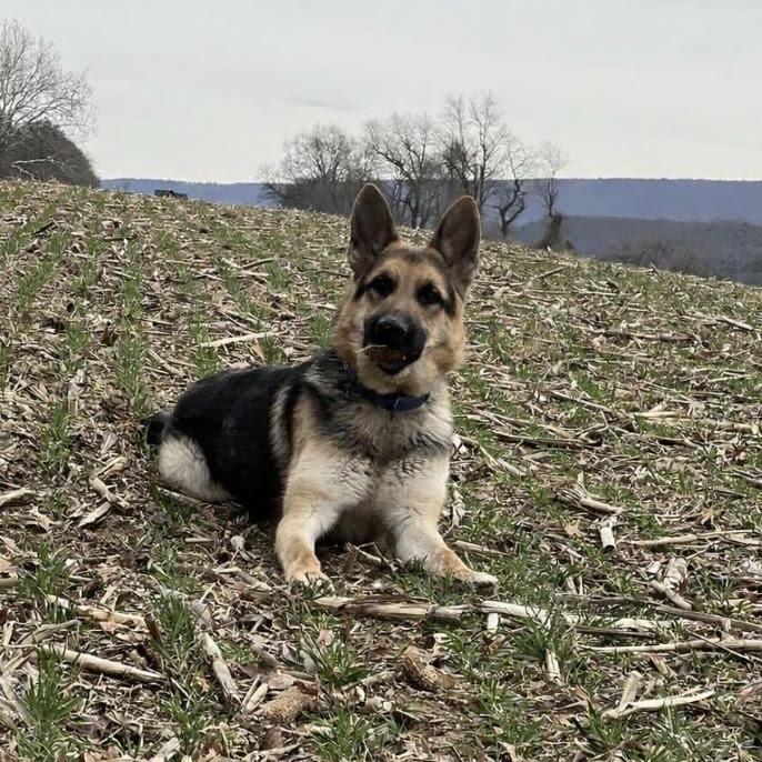 Enlarge Cedar (26-109), a Adoptable German Shepherd Dog in New Ringgold, PA image 2/6