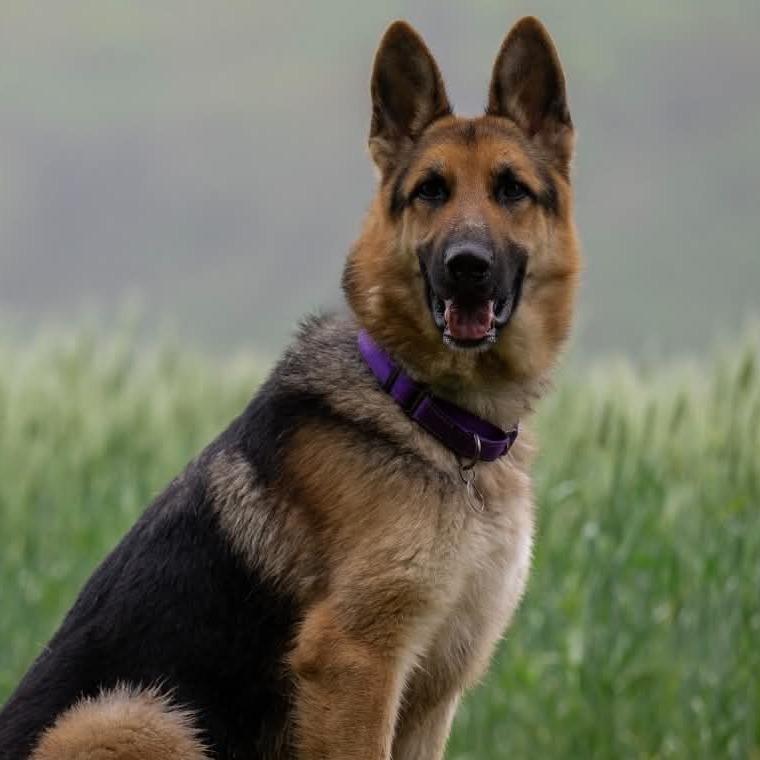Cedar (26-109), a Adoptable German Shepherd Dog in New Ringgold, PA image 3/6