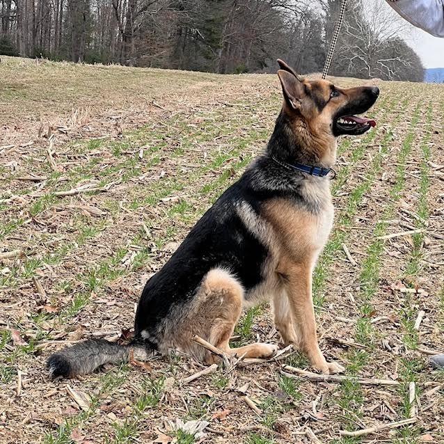 Enlarge Cedar (26-109), a Adoptable German Shepherd Dog in New Ringgold, PA image 3/6