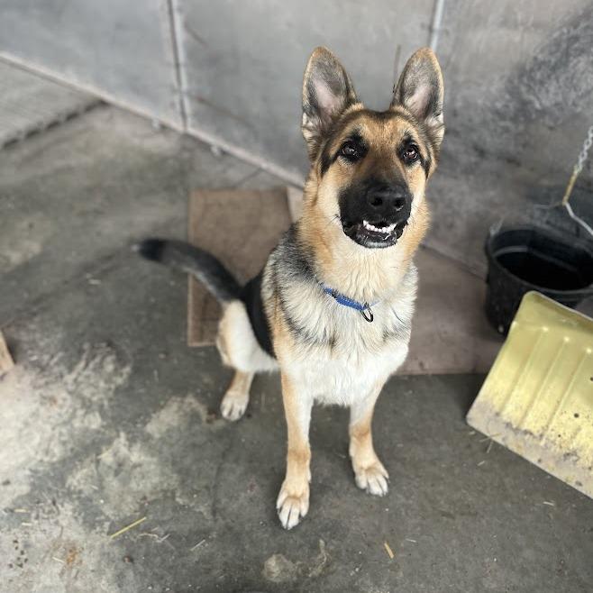 Enlarge Cedar (26-109), a Adoptable German Shepherd Dog in New Ringgold, PA image 4/6