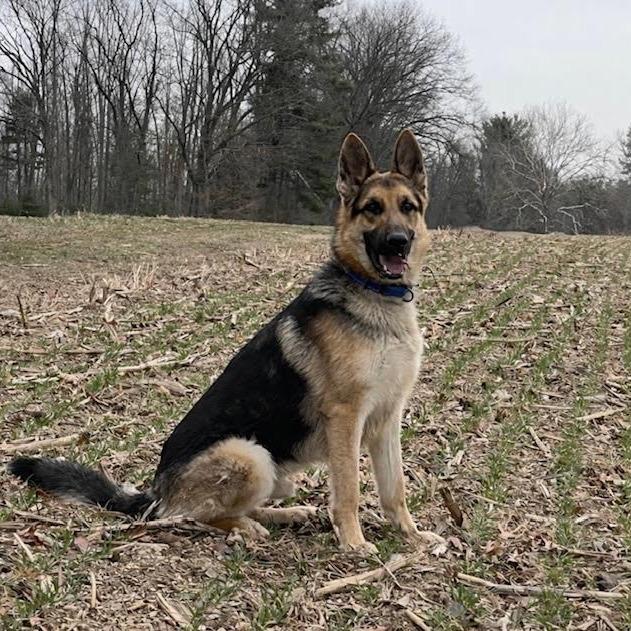 Enlarge Cedar (26-109), a Adoptable German Shepherd Dog in New Ringgold, PA image 5/6