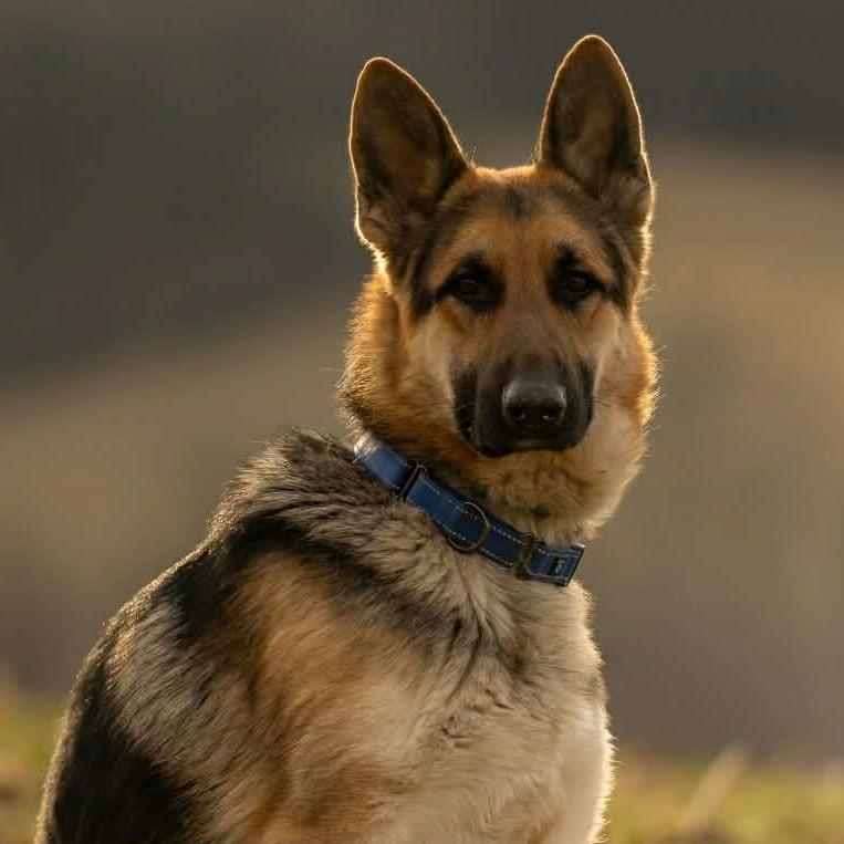 Enlarge Cedar (26-109), a Adoptable German Shepherd Dog in New Ringgold, PA image 6/6