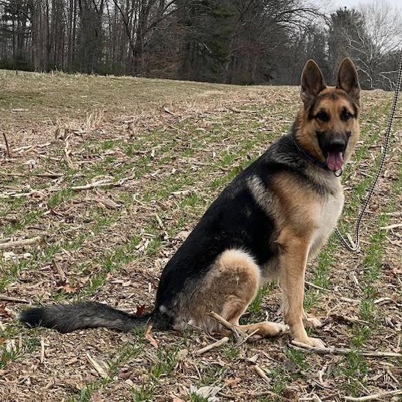 Enlarge Cedar (26-109), a Adoptable German Shepherd Dog in New Ringgold, PA image 6/6