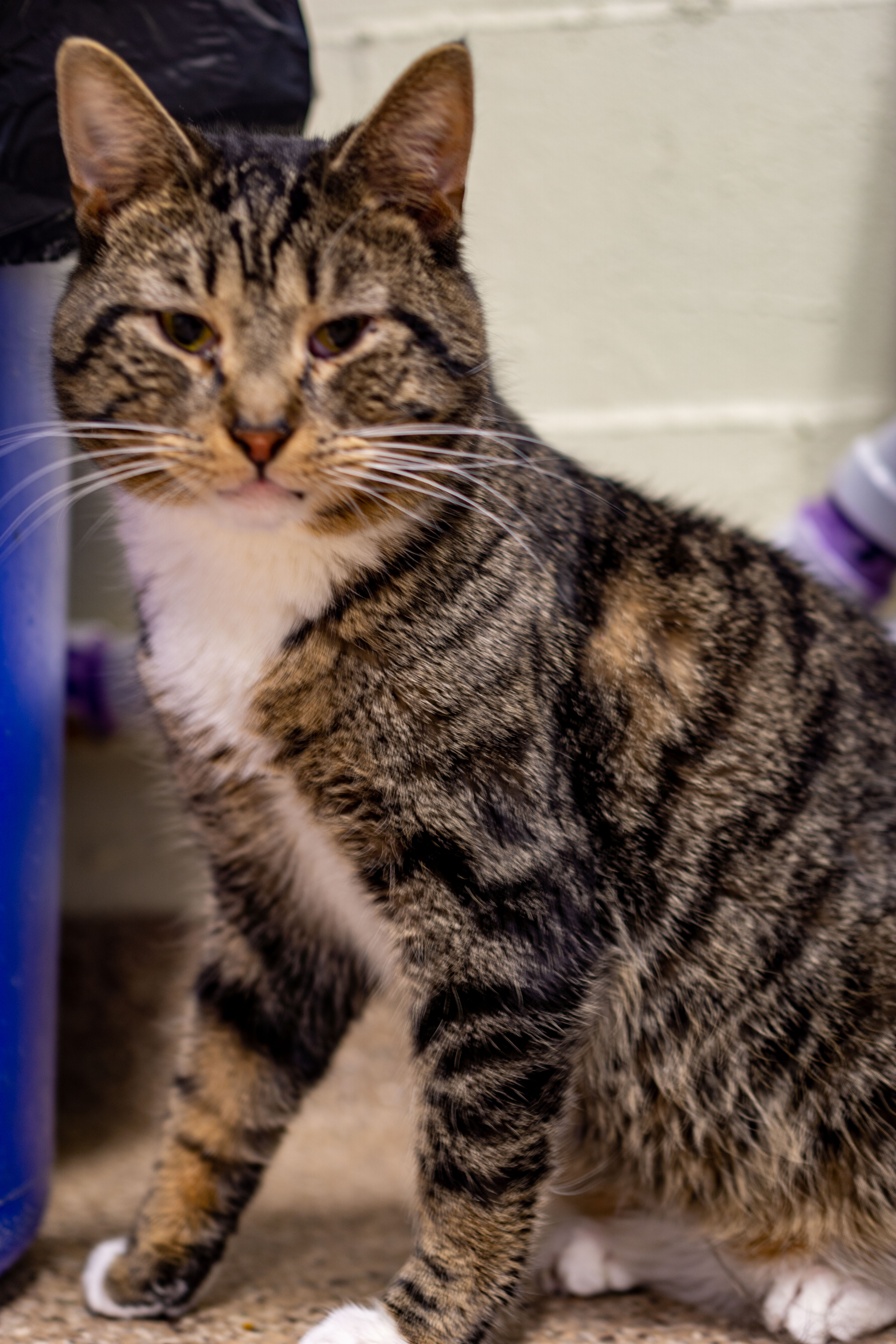 Enlarge Boots, a Adoptable Domestic Short Hair in Cape May Court House, NJ image 1/2